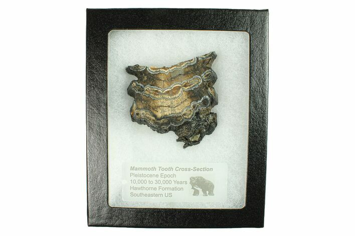 Mammoth Molar Slice With Case - South Carolina #291203